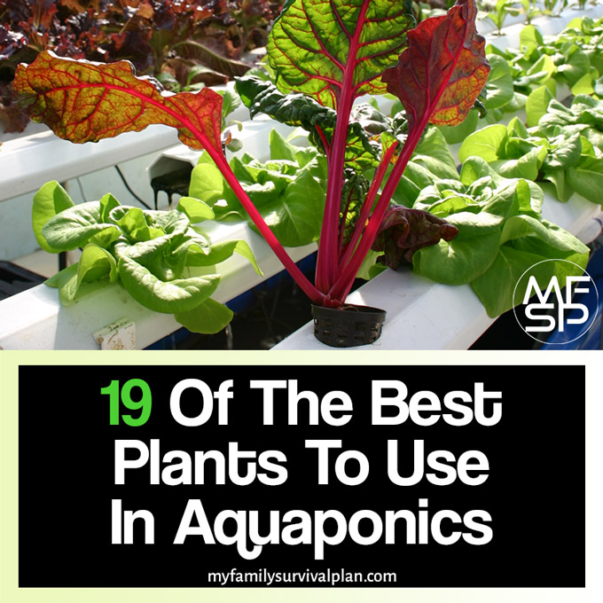 19 Of The Best Plants To Use In Aquaponics