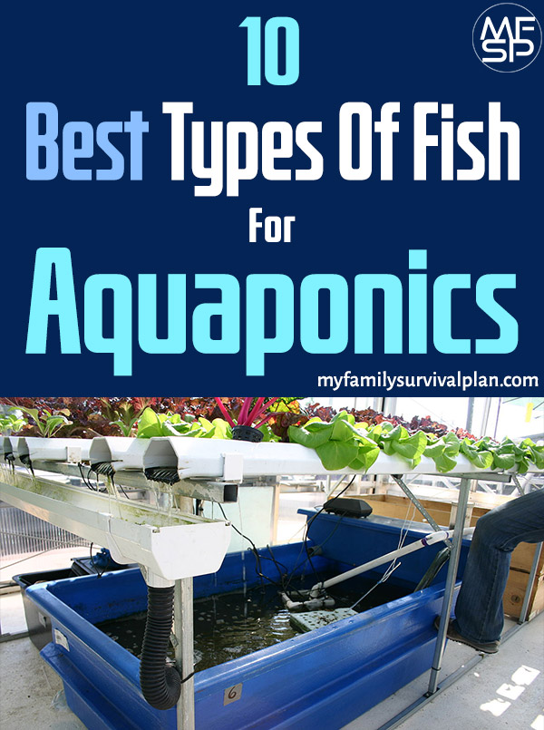 Best Types Of Fish For Aquaponics