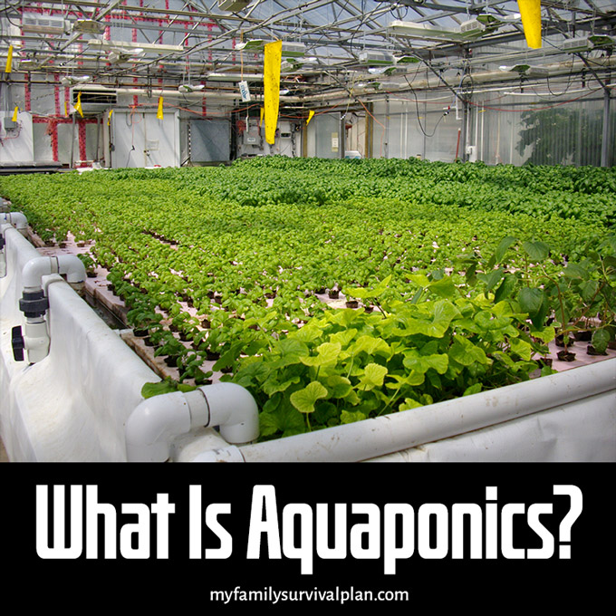 What Is Aquaponics