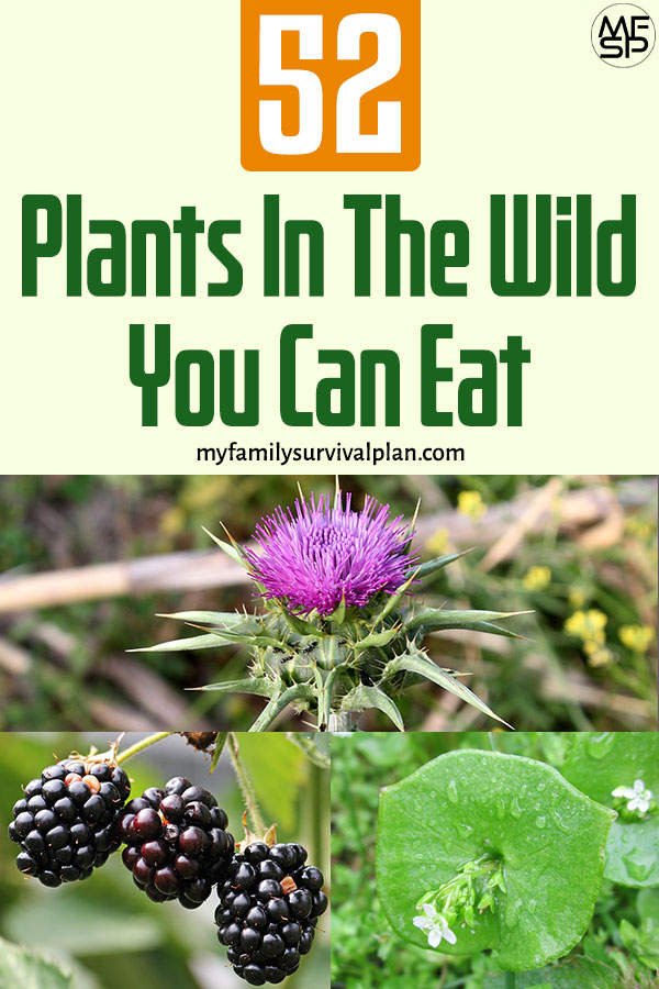52 Plants In The Wild You Can Eat