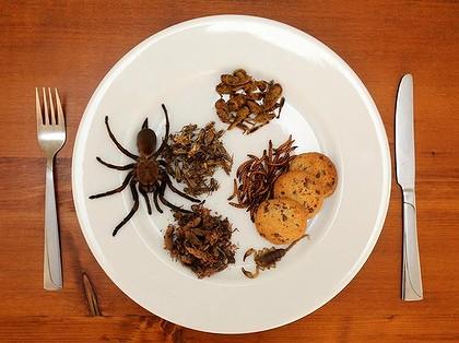 Eating Bugs To Survive:  30 Bugs You Can Eat When SHTF