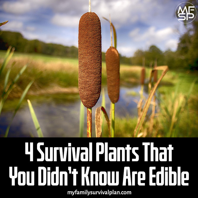 4 Survival Plants That You Didn’t Know Are Edible