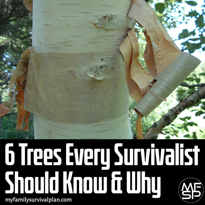 6 Trees Every Survivalist Should Know & Why