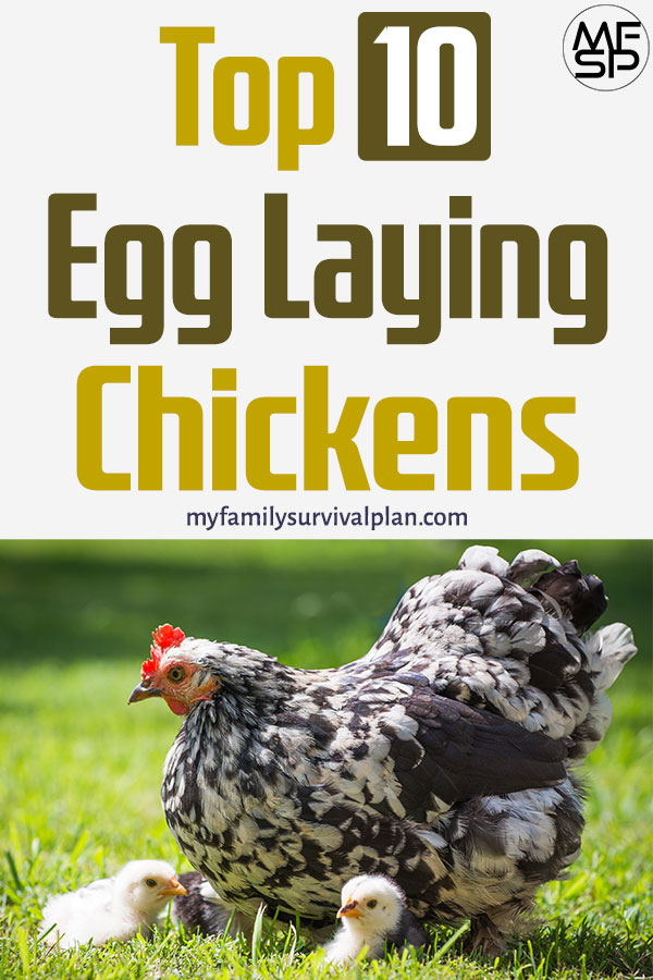 Top 10 Egg Laying Chickens