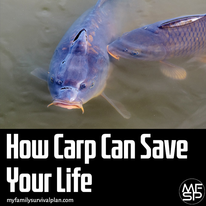 How Carp Can Save Your Life