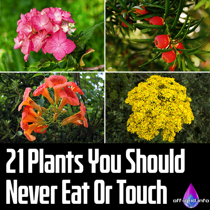 21 Plants You Should Never Eat Or Touch