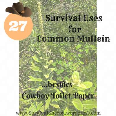 27 Survival Uses For Common Mullein Besides Cowboy Toilet Paper