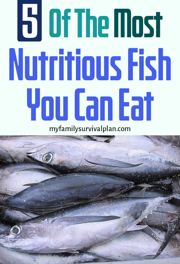 5 Of The Most Nutritious Fish You Can Eat