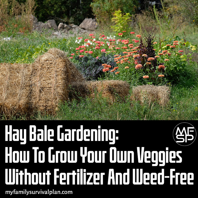 Hay Bale Gardening How To Grow Your Own Veggies Without Fertilizer And Weed-Free